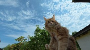 Купил заброшенный дом в деревне ! Завалил овцу ! Кот вышел на прогулку ! №137