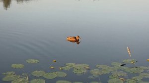 Раннее июльское утро на реке Шуя.