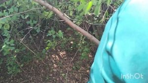 Из заброшки в участок мечты.
