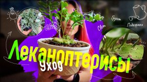☘️Уход за ЛЕКАНОПТЕРИСАМИ: грунт🌿, свет💡, подкормки💧, пересадка🪏