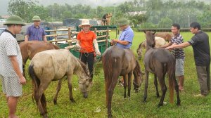 Отправляюсь на сельский рынок продавать лошадей. Серия 122. Се
