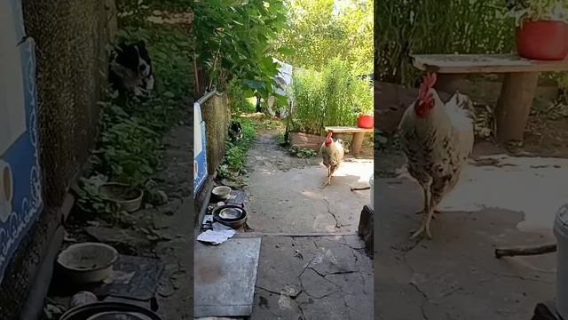ЛЁША,ПРИВЕТ!👋 КОГДА ПРИЕДЕШЬ?😊ЗДОРОВЬЯ ТЕБЕ!😊ВИДЕОПИСЬМО АЛЕКСЕЮ УШАКОВУ!😊