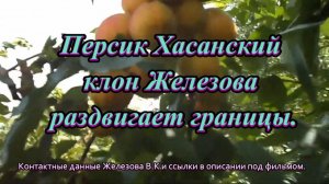 Персик Хасанский клон Железова раздвигает границы.