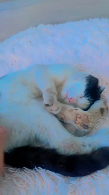 Как неживой))) #рекомендации #прикол #юмор #рек #reels #viral #pyp #популярное #топ #animals