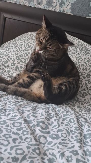 Кот чистюля. Феникс.