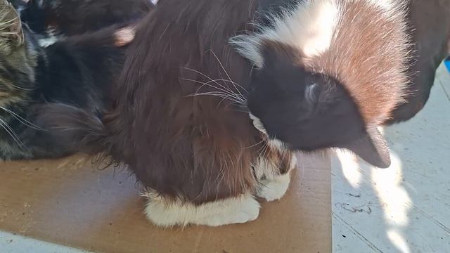 Лечу глазик Армеше. Ленточка прилетела😻