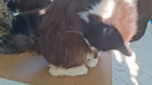 Лечу глазик Армеше. Ленточка прилетела😻