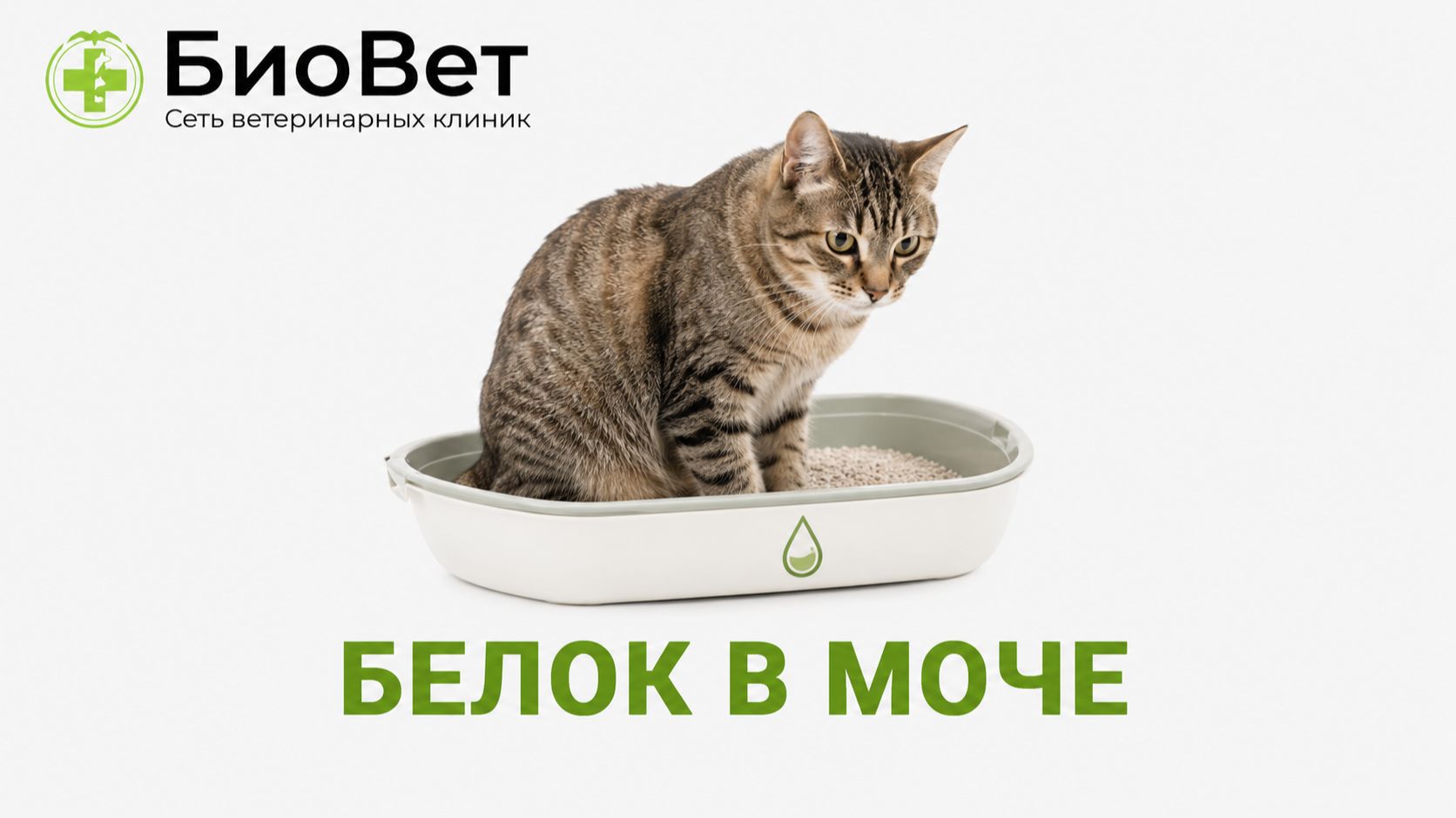 Белок в моче