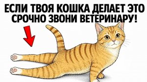 Если Кошка Делает Это, СРОЧНО Звони Ветеринару (признаки болезни)