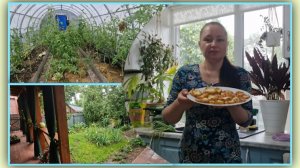Осталась без помидоров. Что с ними? Собрала партию урожая и вкуснятины из кабачка приготовила