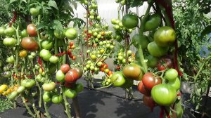 НОВИНКИ 2026 года. Ранний Томатный Гном Гордость Перта. Очень урожайный!