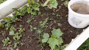 Видео недельной давности. Что-то не грузится у меня ничего...🤔😭