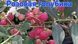 Розовая голубика ПИНК ЛИМОНАД 🩷