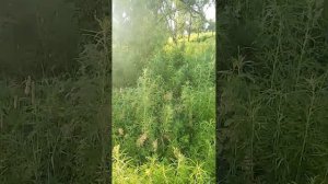 Лëн зацвёл. Пол-Ын 23.07.26