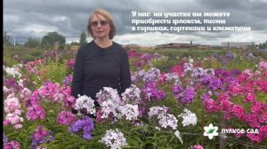 Цветение флоксов в нашем саду 2026