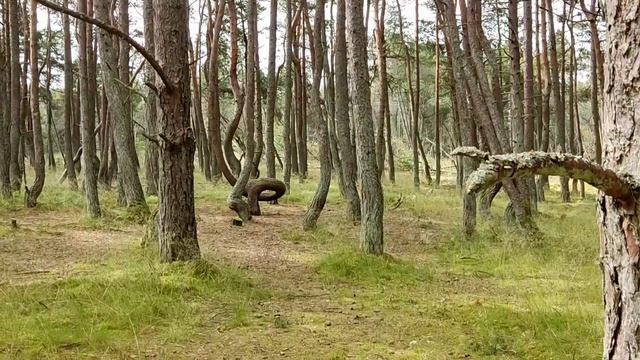 Танцующий лес, Куршская коса