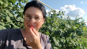 28-07-2026 Покупки на Озоне / лето / первый урожай.