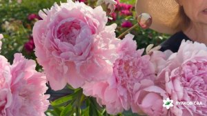 Dolorodell peony. Долороделл пион. Пулков сад (2026 г.)