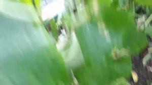 2554.  Внимание!!! ОМОЛАЖИВАЕМ РАСТЕНИЯ  огурчиков! ВПЛ,