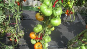Томатный Гном ДСА проверен временем - урожайный, красивый, вкусный! Обзор сорта и дегустация 2026 го