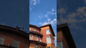 Донбасские голуби Лаптева С. И.