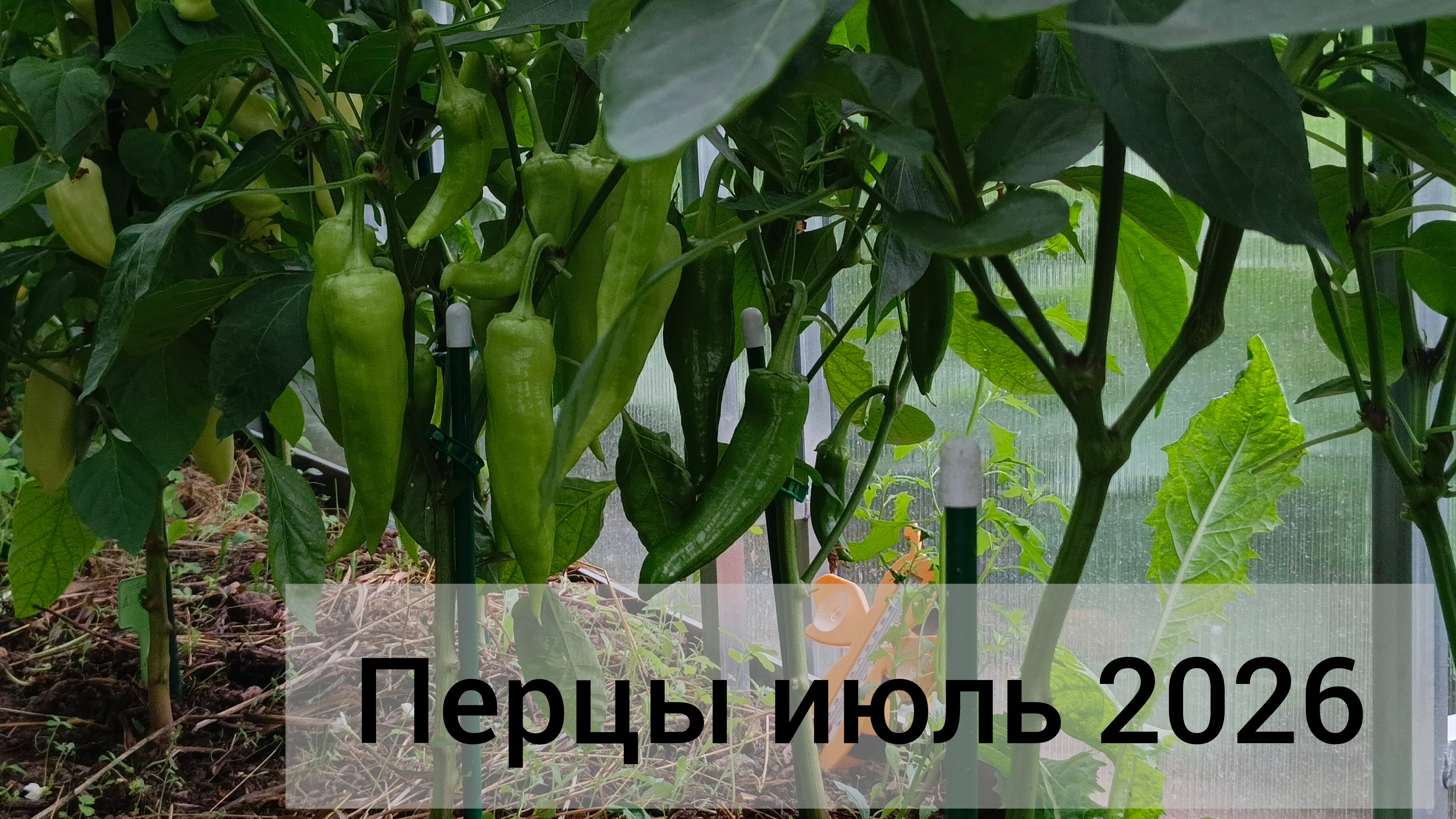 Перцы 26 июля 2026