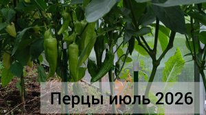 Перцы 26 июля 2026