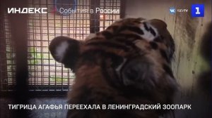 Тигрица Агафья переехала в Ленинградский зоопарк