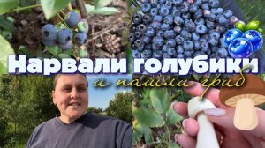 Прогулялись, нашли гриб и нарвали голубики