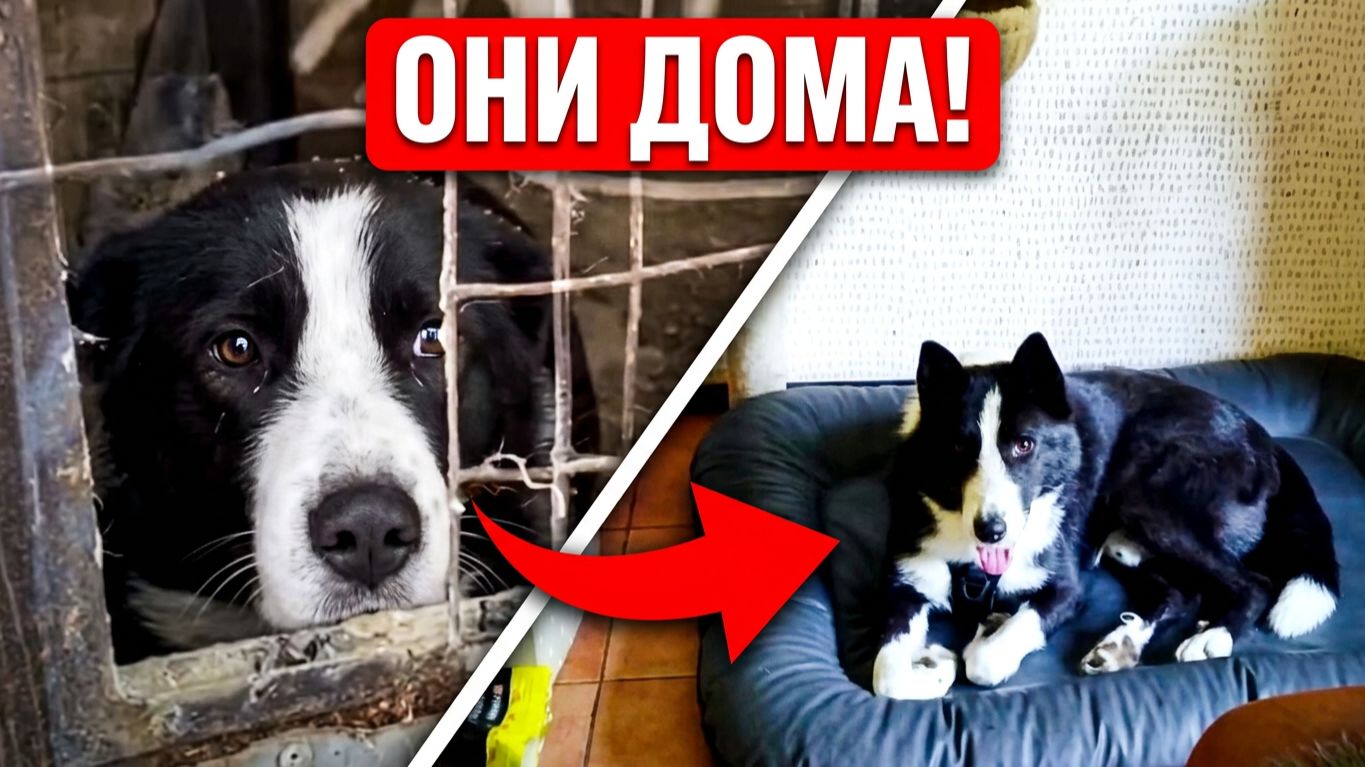 Кому-то счастье, а кому-то хотя бы поесть...