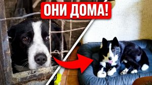 Кому-то счастье, а кому-то хотя бы поесть...