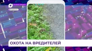 С 27 по 31 июля во Владивостоке проходит массовая дератизация