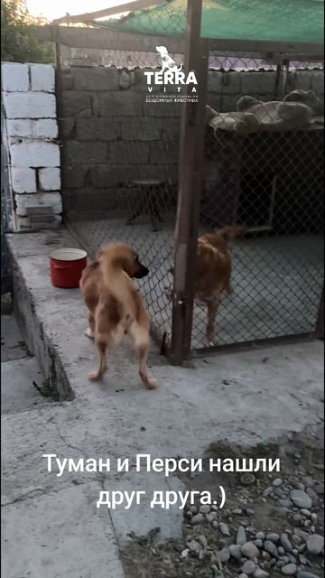 вот так пытаемся подружить собак в приюте