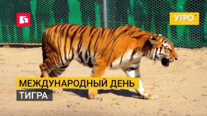 Международный день тигра. Утро с Губернией. 29/07/2026. GuberniaTV