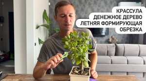 Крассула, денежное дерево- летняя формирующая обрезка