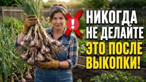 Весь чеснок сгнил до зимы? Никогда не делайте этого после выкопки