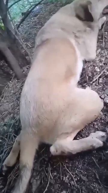 Волгоград🆘 Спартановка, ОТРАВИЛИ или СБИЛИ СОБАКУ во дворе лежит собачка, парализована