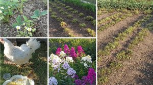 Нерасторопный петух. Целый день в огороде. Вязать некогда , видео из архива.