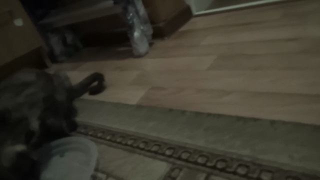 День 10 в изоляции
