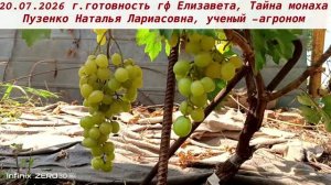 Созревание ГФ винограда Тайна монаха и Елизавета. Пузенко Наталья Лариасовна