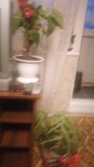 ОБЩАЮСЬ С ЧАТОМ | СЛЕДИМ ЗА КОТОМ (прост смотрим за ним) (: