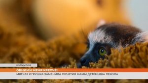 Мягкая игрушка заменила объятия мамы детёныша лемура