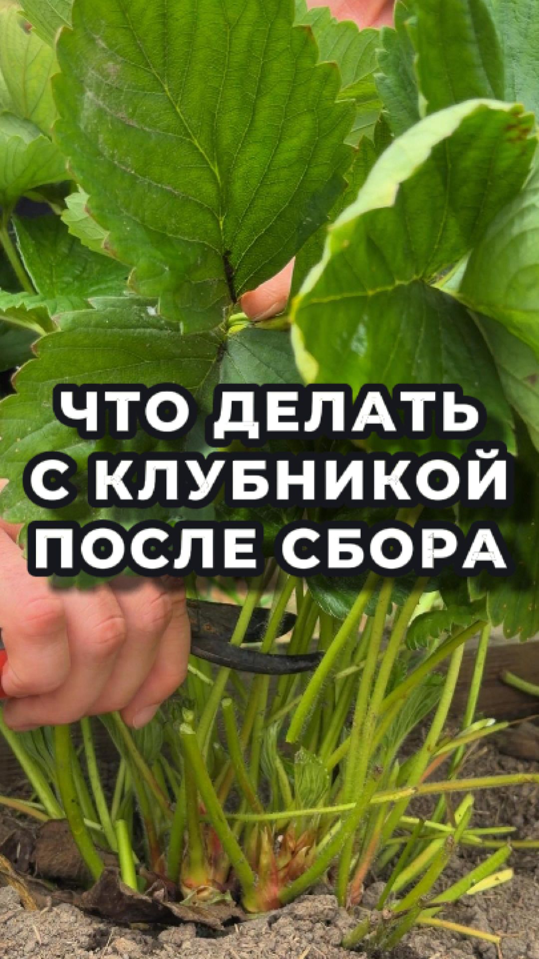 🍓 Секрет гигантского урожая клубники в следующем году!