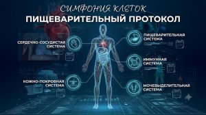 ПИЩЕВАРИТЕЛЬНЫЙ ПРОТОКОЛ