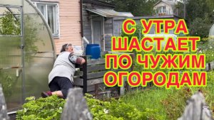 28/7 26  БУДЕМ ЛИ МЫ НА СЛЕДУЮЩИЙ ГОД.  ОСВОБОДИЛА МАЛИНУ ИЗ ПЛЕНА. ПРИВЕЛА КЛУБНИКУ В  ПОРЯДОК.