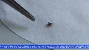 С начала сезона в Свердловской области зафиксировано порядка 17,5 тысячи случаев присасывания клещей