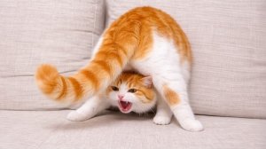 Постарайся Не Смеяться!  Кот Думает, Что Его Хвост Напал На Него!