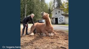 Смешные Дикие Животные