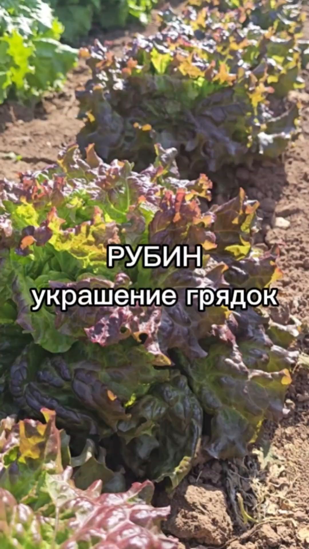 Самый декоративный листовой салат. Сочетается в посадках с томатами и огурцами.