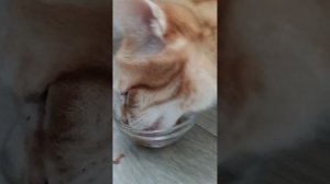 🐱🐱🐱🐱🐱